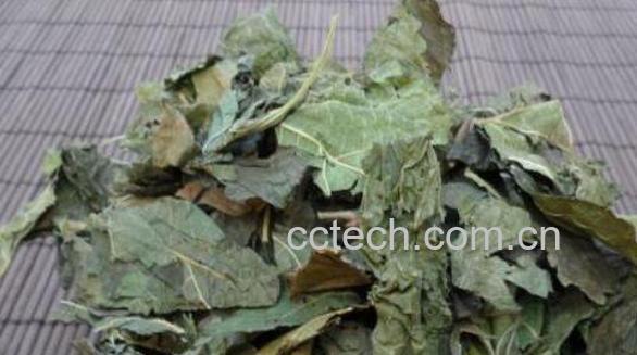 桑树叶泡水喝注意什么 桑树叶泡水喝的功效-0