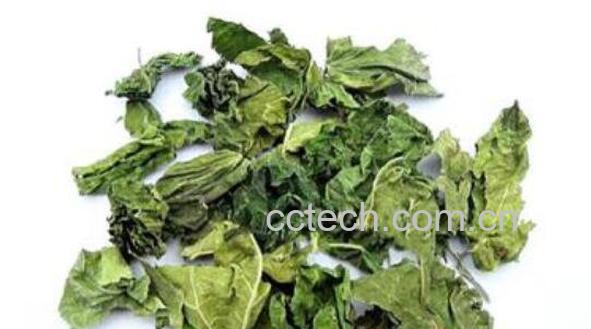 桑树叶泡水喝注意什么 桑树叶泡水喝的功效-1