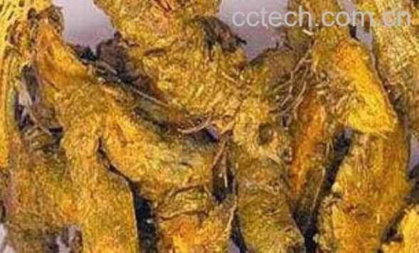 石黄连的功效与作用 石黄连的药用价值-1