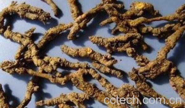 石黄连的功效与作用 石黄连的药用价值-0