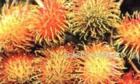 黄泡刺根的功效和作用-0