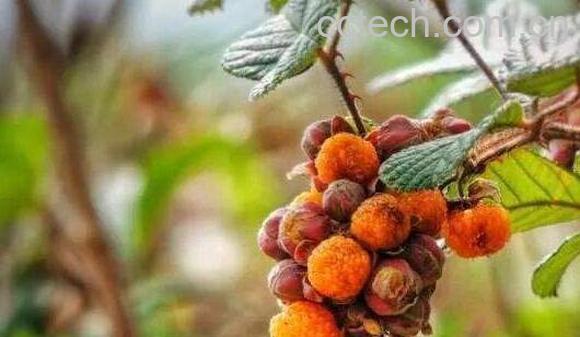 黄泡刺根的功效和作用-1