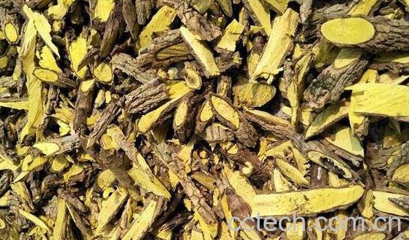 刺黄柏的功效与作用 刺黄柏的副作用-0