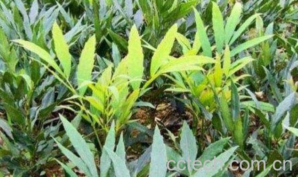 刺黄柏的功效与作用 刺黄柏的副作用-1