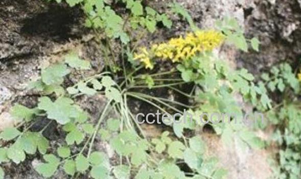 岩黄连的功效与作用 岩黄连的吃法-1