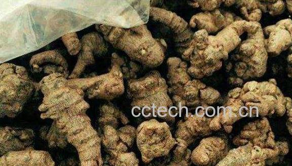 土三七泡酒的功效与作用 土三七中毒后如何解毒-1