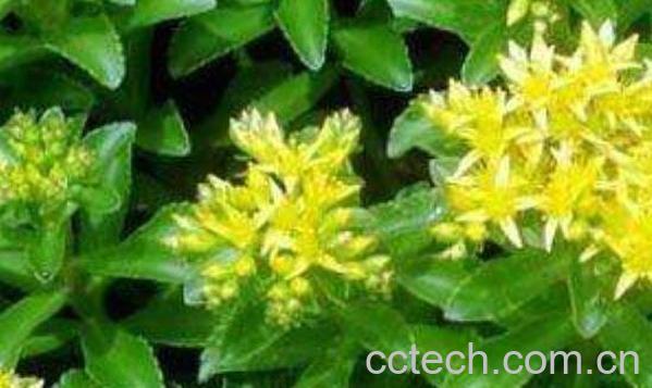 土三七草的功效与作用-0