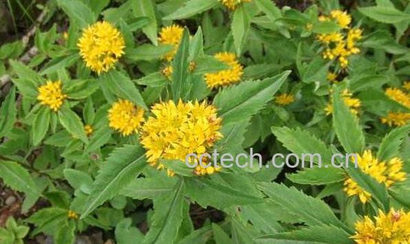 土三七草的功效与作用-1