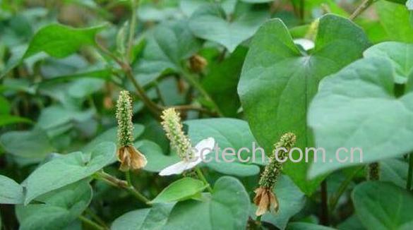 蕺菜的功效与作用 蕺菜的药用价值-0