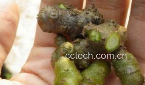 藤三七泡酒的功效与作用-1