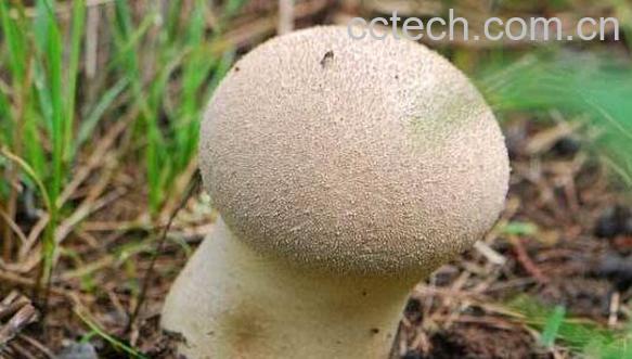 马屁包的功效与作用 马屁包有什么药用价值-0