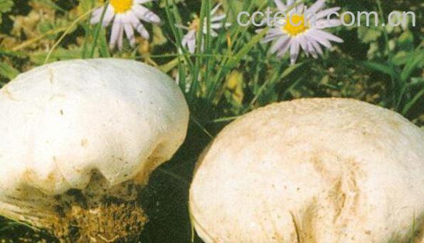 马粪包的功效与作用-0