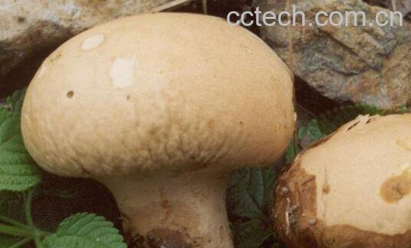 马屁包的功效与作用 马屁包有什么药用价值-1