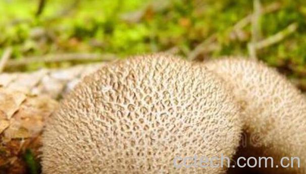 马粪包的功效与作用-1