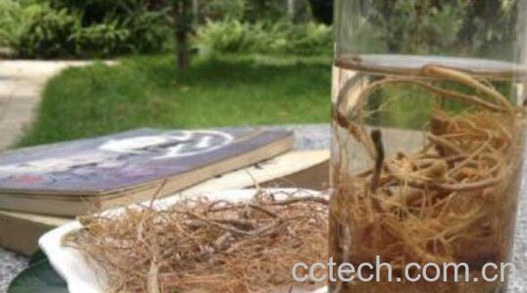 田三七的功效与作用及禁忌-1