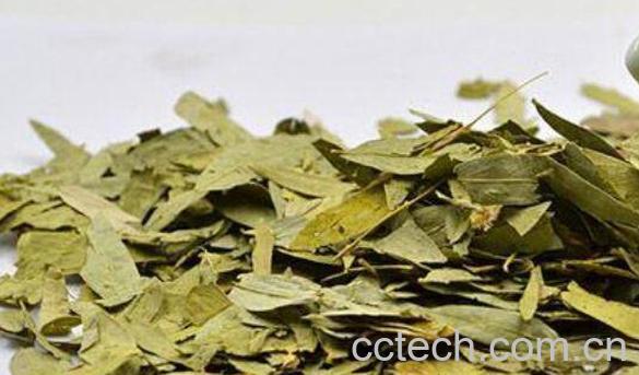 番泻叶的功效与作用 番泻叶的副作用-1