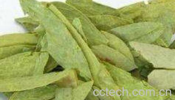 减脂叶的功效与作用 减脂叶的副作用-0