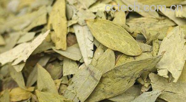 减脂叶的功效与作用 减脂叶的副作用-1