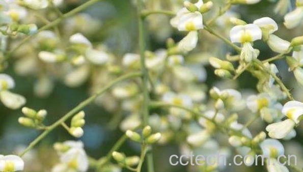 国槐花的功效与作用-0