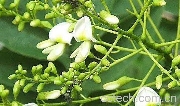 国槐花的功效与作用-1