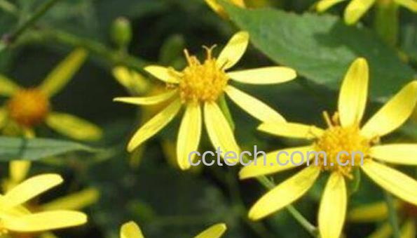 黄花郎的功效与作用-0