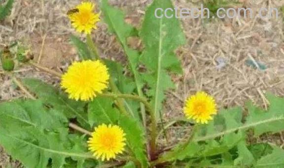 黄花郎的功效与作用-1