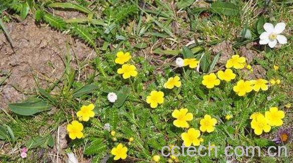 翻白草的功效与作用 翻白草泡水喝的功效-0