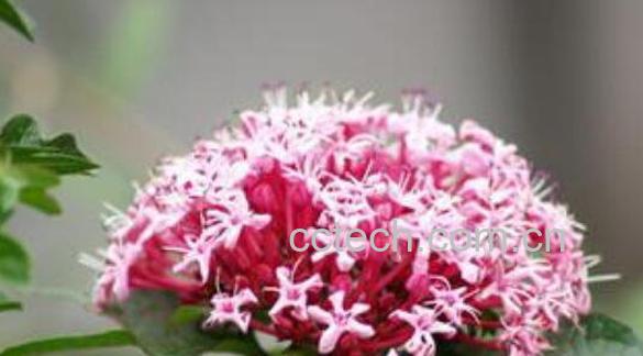 臭牡丹根的功效与作用 臭牡丹根炖鸡的功效-0