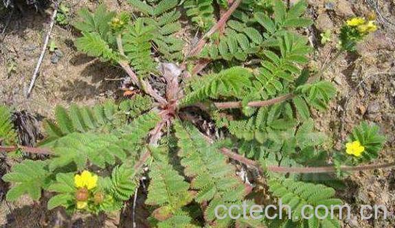 翻白草的功效与作用 翻白草泡水喝的功效-1