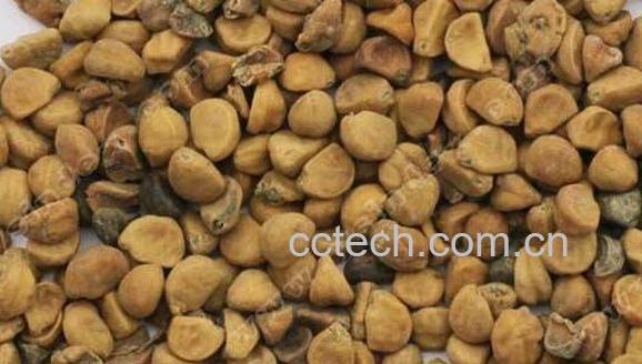 牵牛子的功效与作用 牵牛子的毒副作用-1