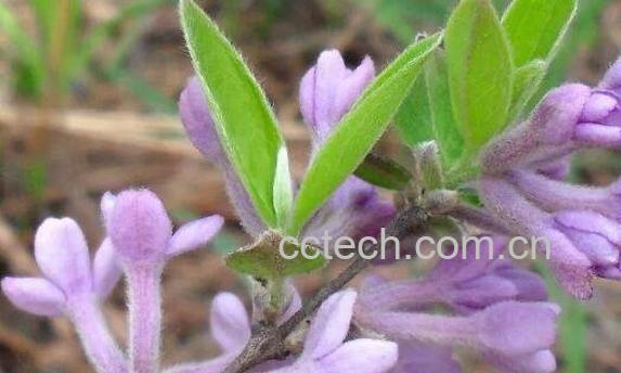 芫花的功效与作用 芫花的用法-0