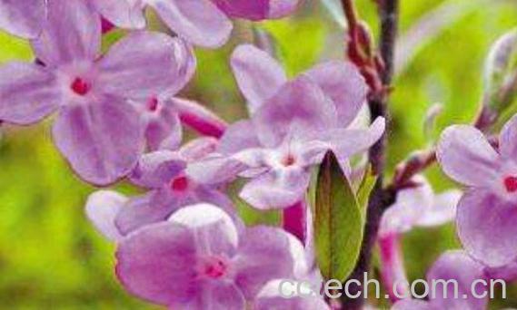 芫花的功效与作用 芫花的用法-1