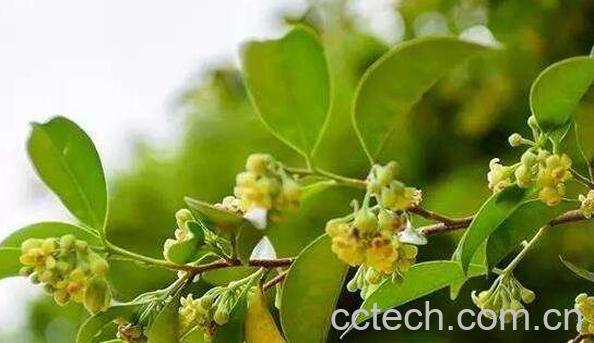 莞香树花的功效和作用-1