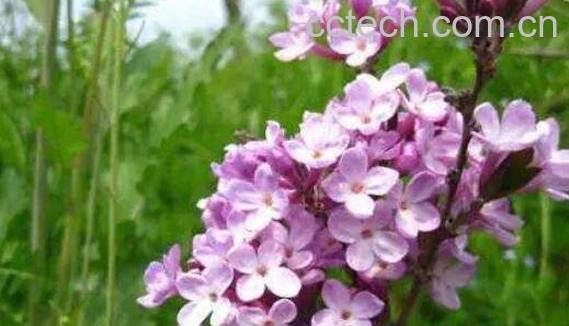 生芫花的功效与作用-1