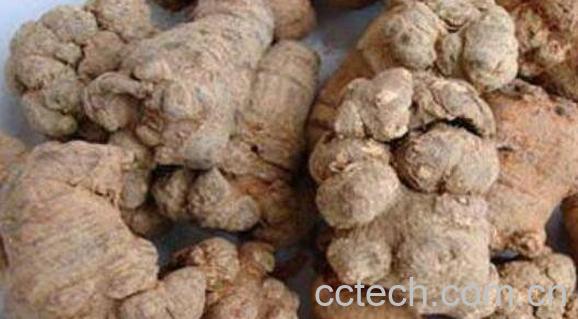 田三七和三七的区别 三七的功效与作用-0