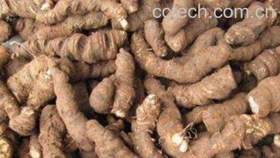 甘遂的功效与作用 甘遂的药用价值-0