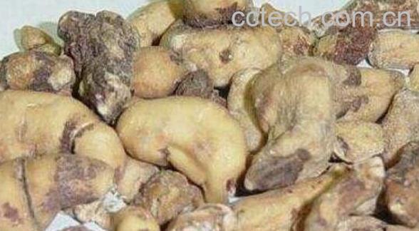 甘遂的功效与作用 甘遂的药用价值-1