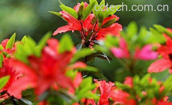 杜鹃根的功效与作用及药用价值-0