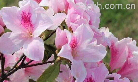 杜鹃根的功效与作用及药用价值-1