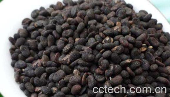 补骨脂的功效与作用 补骨脂的食用方法-0