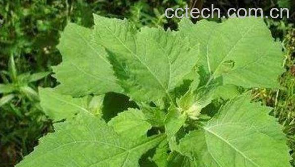 g签草的功效与作用 g签草的药用价值-1