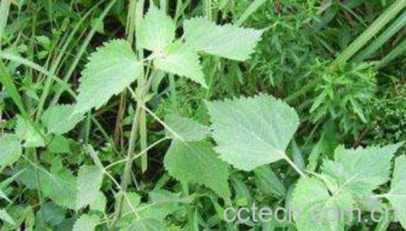 g签草的功效与作用 g签草的药用价值-0