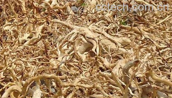 白花杜鹃根的功效与作用-0