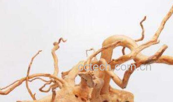 白花杜鹃根的功效与作用-1