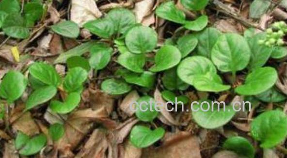 鹿蹄草怎么吃 鹿蹄草的药用价值-0