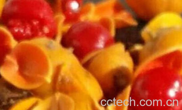 南蛇藤果怎么吃 南蛇藤果的食用方法-0