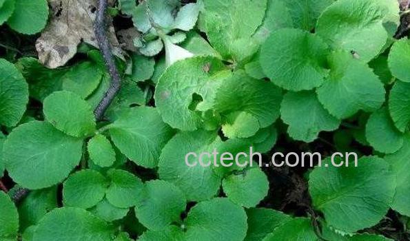 鹿蹄草怎么吃 鹿蹄草的药用价值-1