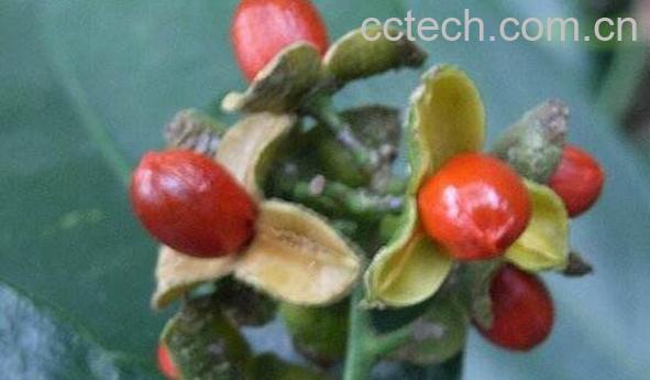 南蛇藤果怎么吃 南蛇藤果的食用方法-1