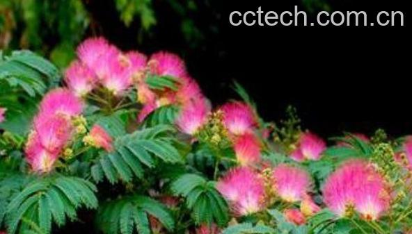 合欢花泡水喝的害处 合欢花泡水喝禁忌-0