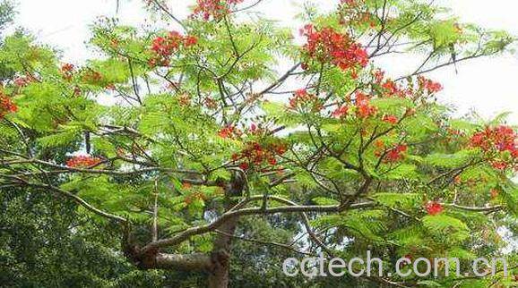 合欢花泡水喝的害处 合欢花泡水喝禁忌-1